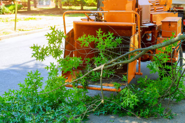 Best Tree Disease Treatment  in Boyertown, PA