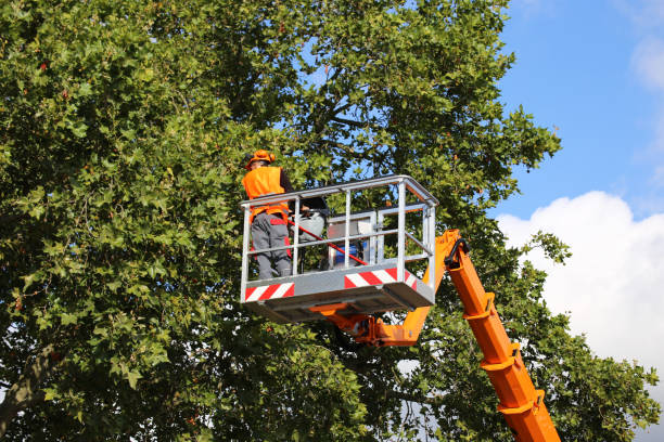 Best Arborist Consultation Services  in Boyertown, PA