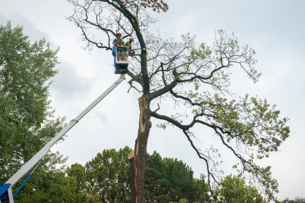 Best Fruit Tree Pruning  in Boyertown, PA