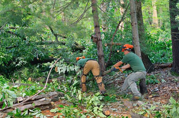 Best Emergency Tree Removal  in Boyertown, PA