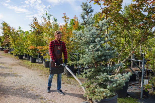 Best Leaf Removal  in Boyertown, PA