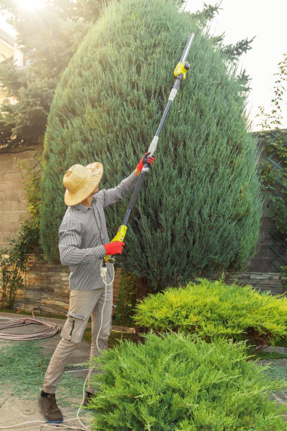 Trusted Boyertown, PA Tree Care Services Experts