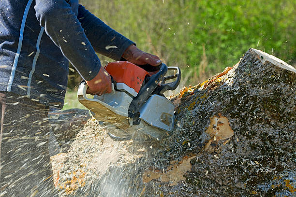 Best Tree Risk Assessment  in Boyertown, PA